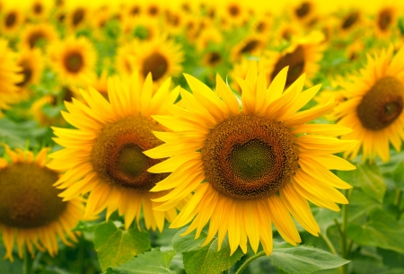 Sunflowersの写真素材