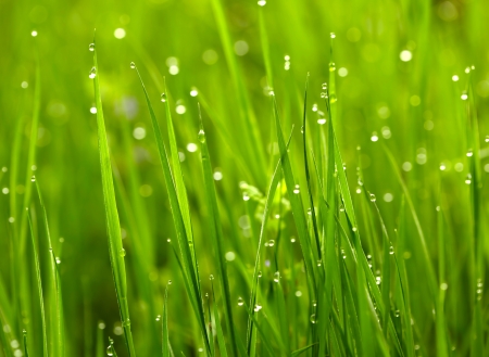 Green grass with waterdropsの写真素材