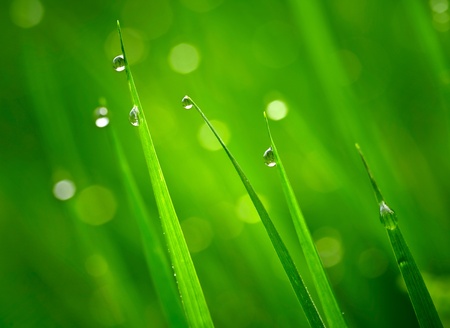 Green grass with waterdropsの写真素材