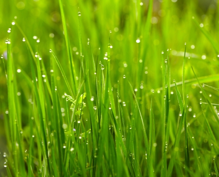 Green grass with waterdropsの写真素材