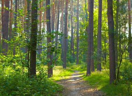Forest sunriseの写真素材