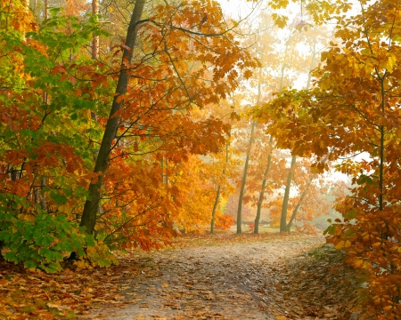 Autumn parkの写真素材