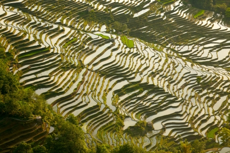  Rice terraces backgroundの写真素材