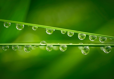 Water drops on the green grassの写真素材