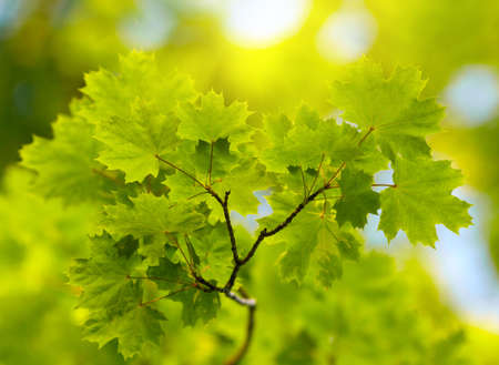 Green leaves backgroundの写真素材