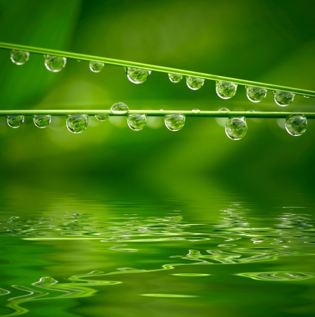 Water drops on green grassの写真素材