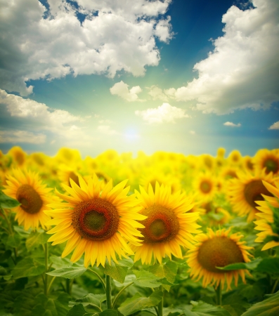 Sunflowersの写真素材