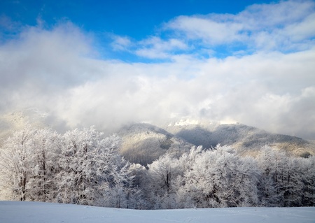 Winter treesの写真素材