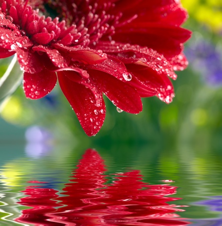 Red daisy-gerbera reflected in the waterの写真素材