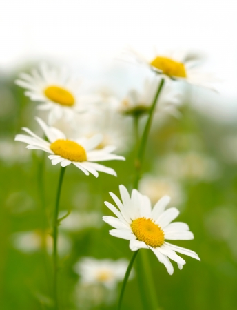 White and yellow daisies の写真素材