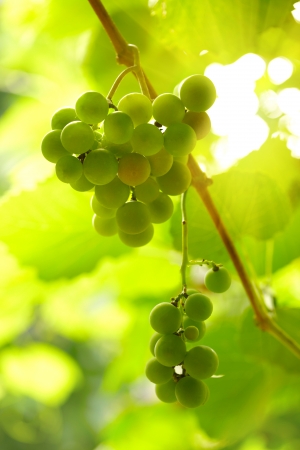 Bunch of grapesの写真素材