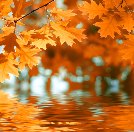 Red autumn leaves reflecting in the water
の写真素材