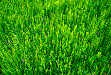 Green grass backgroundの写真素材