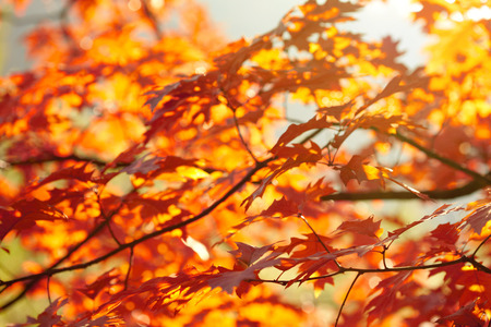 Red autumn leavesの写真素材
