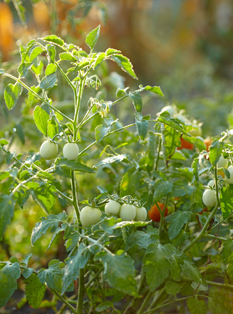 Bunch of tomatoesの写真素材