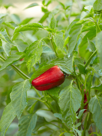 Red pepper bunchの写真素材