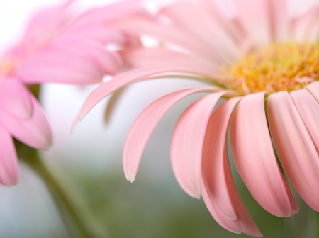 Closeup of two pink daisy-gerbera. Shallow DOFの写真素材