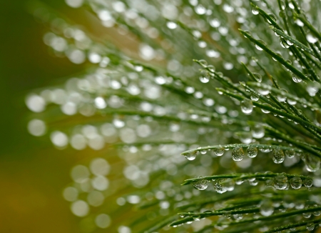 Water drops on fir tree. Shallow DOF, soft focusの写真素材