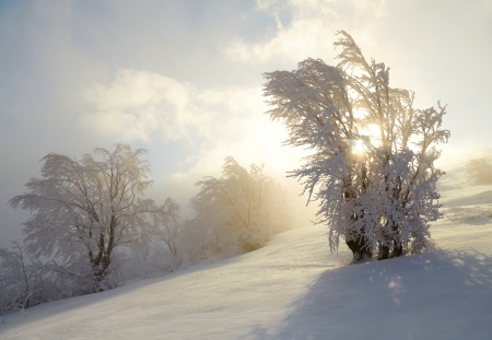 Frozen tree on winter field の写真素材