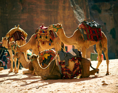 Camesl caravan in the desert