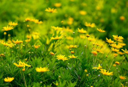 Spring background with beautiful yellow flowersの写真素材