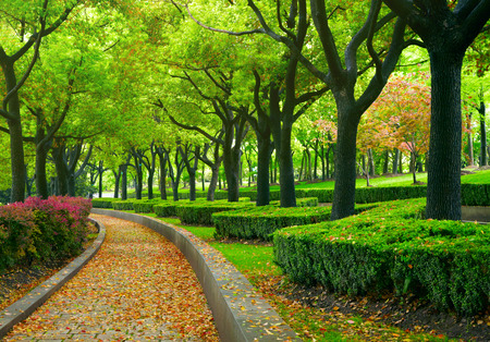 Green city parkの写真素材