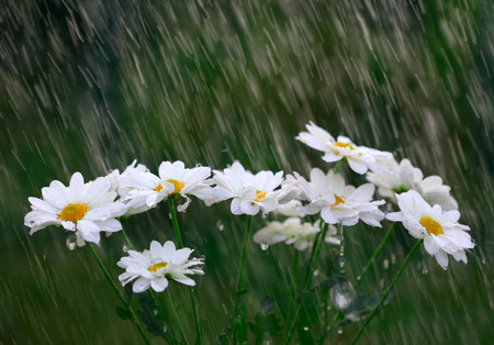 White daisies into the rainの写真素材