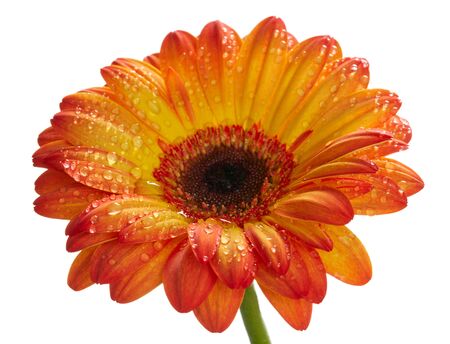 Orange daisy gerbera flower with waterdrops. Isolated on whiteの写真素材
