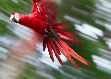 Abstract photo of flying parrot. Out of focusの写真素材