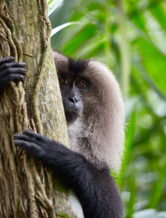 Monkey on tree