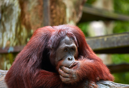 Orangutanの写真素材
