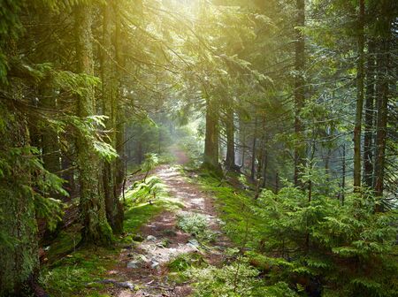 Path in beautiful green forestの写真素材