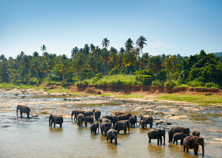 Elephants bathing. Sri lankan elephants in the riverの写真素材