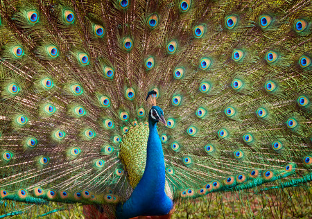 Peacockの写真素材