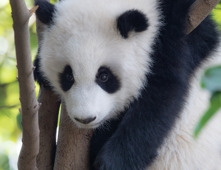 Portrait of panda babyの写真素材