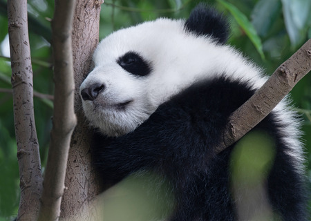 Panda giant baby sleeping on the treeの写真素材