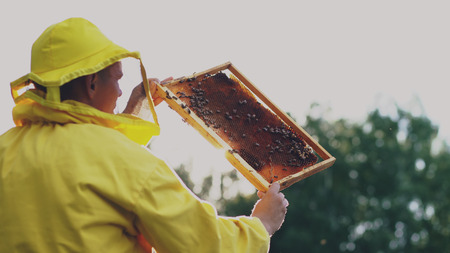 Beekeeper man checking wooden frame before harvesting honey in apiary on sunny dayの写真素材