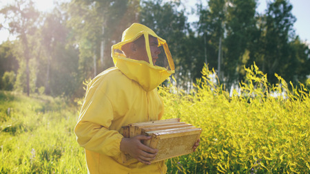 beekeeper man with wooden frame walking in blossom field while working in apiaryの写真素材