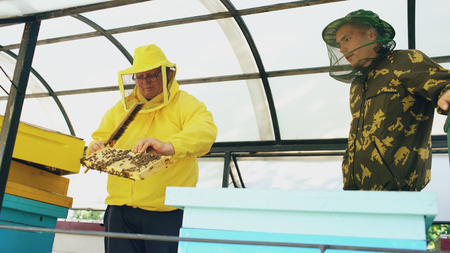 Two beekeepers checking frames and harvesting honey while working in apiary on summer dayの写真素材