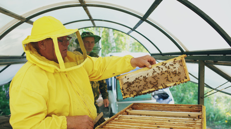 Two beekeepers checking frames and harvesting honey while working in apiary on summer dayの写真素材