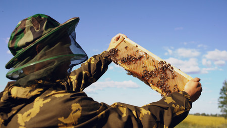 Beekeeper man checking wooden frame before harvesting honey in apiary on sunny dayの写真素材