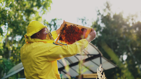Beekeeper man checking wooden frame before harvesting honey in apiaryの写真素材
