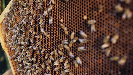 Closeup of bees in honey wooden frames in apiary