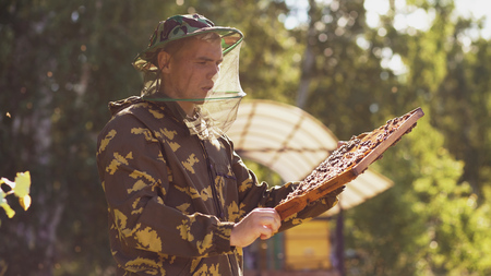 Beekeeper man checking wooden frame before harvesting honey in apiaryの写真素材