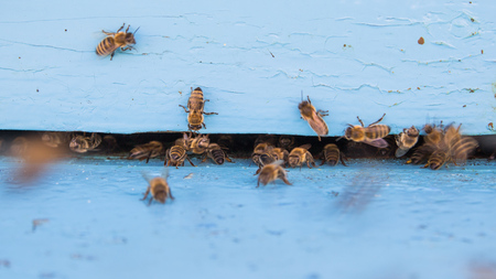 Closeup of bees flying into beehive entrance on summer dayの写真素材