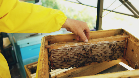 Closeup of beekeeper examining ang cleaning wooden frames in beehive in apiaryの写真素材