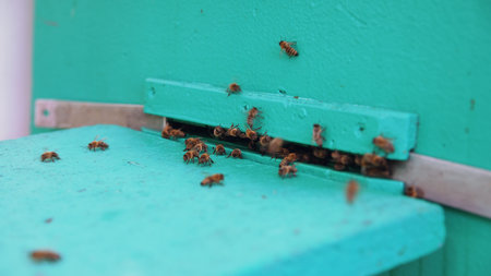 Closeup of bees flying into beehive entrance on summer day