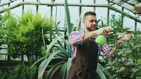 Attractive man gardener in apron watering plants and flowers with garden sprayer in greenhouseの写真素材