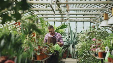Confident male gardener watering plants at greenhouse with can. Attractive young man enjoy his job in gardenの写真素材