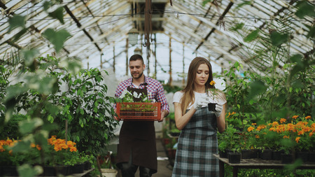 Young attractive florists couple in apron working in greenhouse. Cheerful man walking with box of flowers and talks woman loosen plantの写真素材